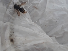 Megachile
