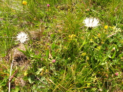 Centaurea cheiranthifolia