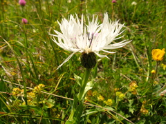 Centaurea cheiranthifolia