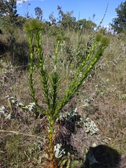 Paepalanthus chiquitensis
