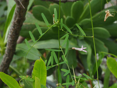 Vicia aphylla