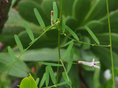 Vicia aphylla