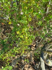 Cissampelos capensis