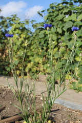 Centaurea depressa