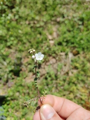 Phacelia dubia