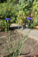 Centaurea depressa