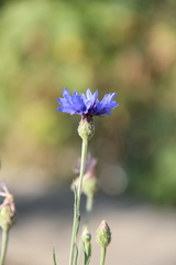 Centaurea depressa
