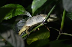 Rhampholeon platyceps