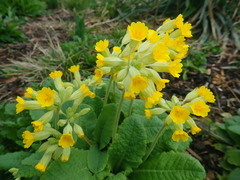 Primula veris