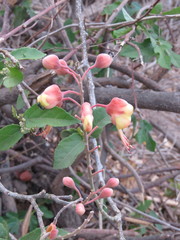 Erythrostemon hughesii