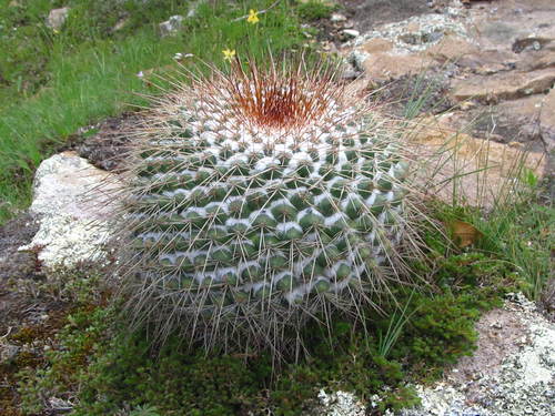 Mammillaria petterssonii