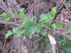 Erythrostemon hughesii