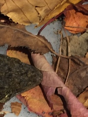 Hoplodactylus duvaucelii