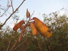 Erythrostemon hughesii