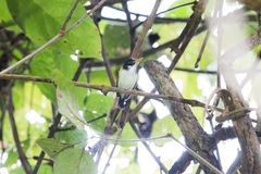 Poecilotriccus capitalis