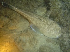 Uranoscopus scaber