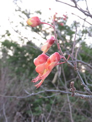 Erythrostemon hughesii