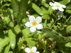 Plagiobothrys chorisianus