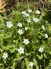 Plagiobothrys chorisianus