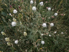 Centaurea stoebe australis