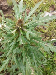 Xanthium spinosum