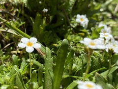 Plagiobothrys chorisianus