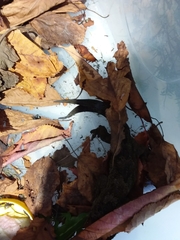 Hoplodactylus duvaucelii