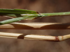 Eragrostis obtusa