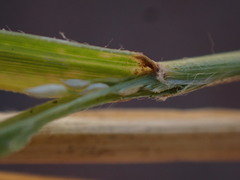 Eragrostis obtusa