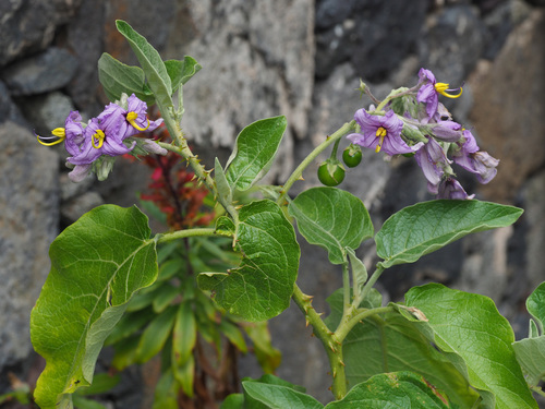 Solanum vespertilio image