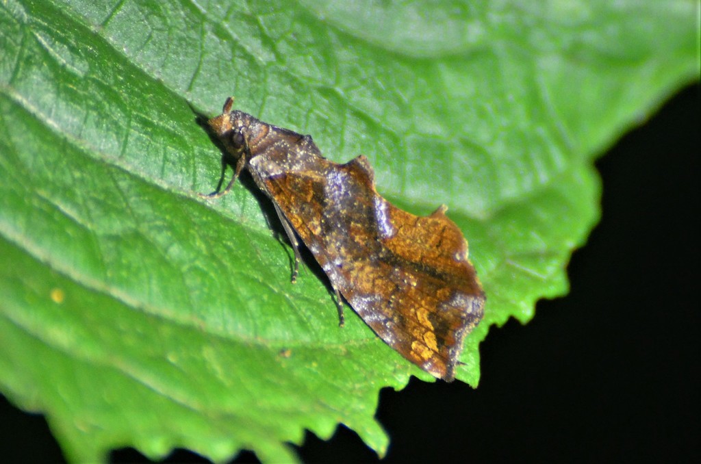 Plusiodonta euchalcia