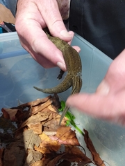Hoplodactylus duvaucelii