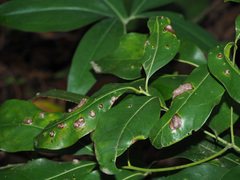Aceria barbujanae