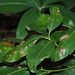 Aceria barbujanae - Photo (c) Felix Riegel, algunos derechos reservados (CC BY-NC), subido por Felix Riegel
