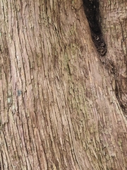 Podocarpus latifolius