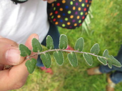 Astrolepis crassifolia