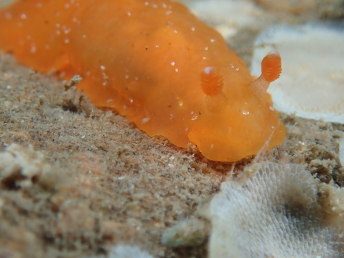 Dendrodoris fumata