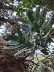 Podocarpus latifolius