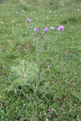 Centaurea stoebe australis