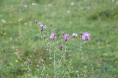 Centaurea stoebe australis