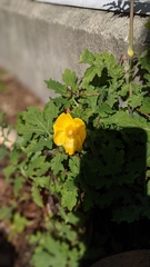 Stylophorum diphyllum