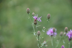 Centaurea stoebe australis