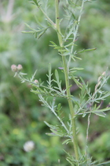Centaurea stoebe australis