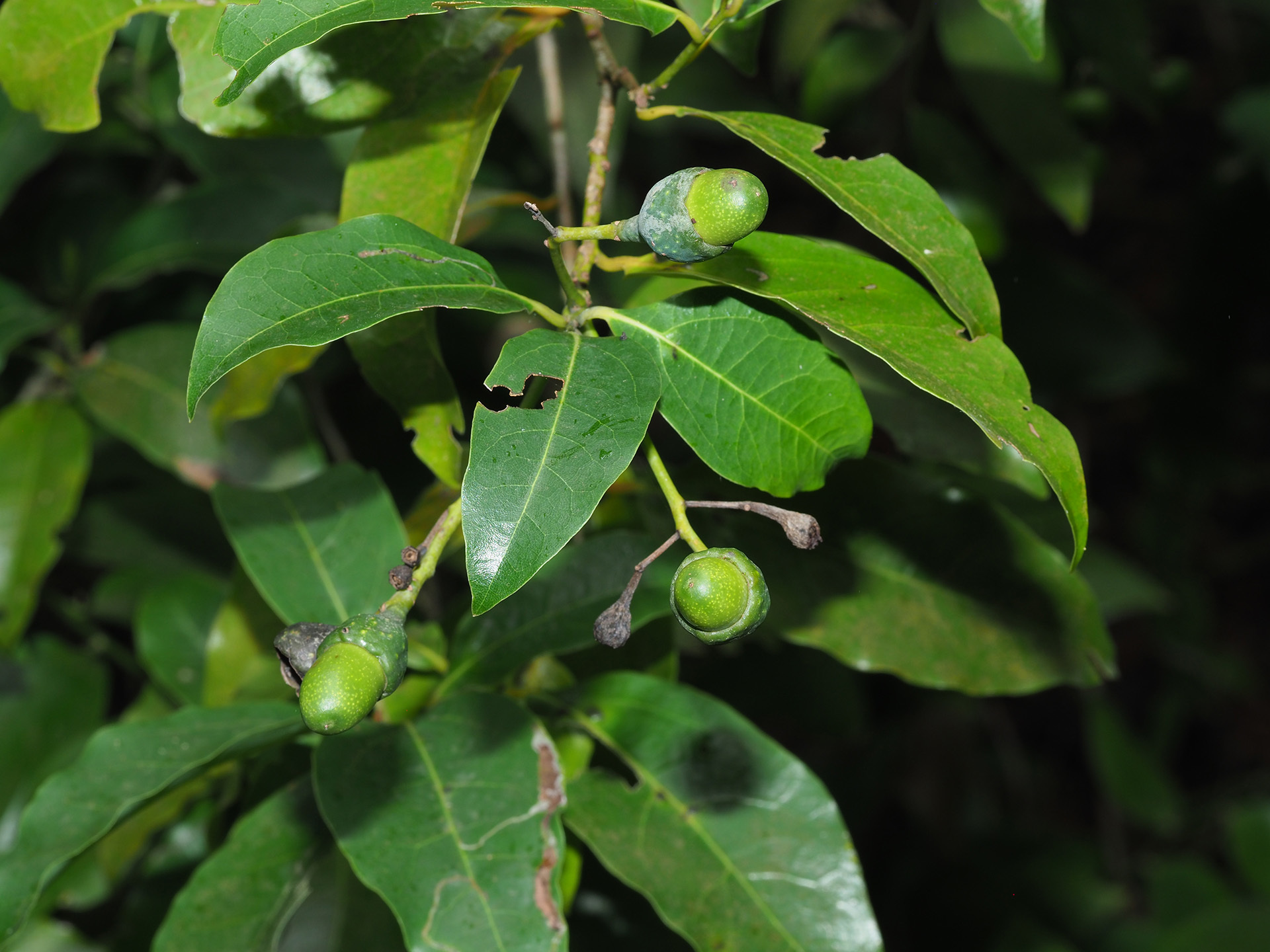 Ocotea foetens