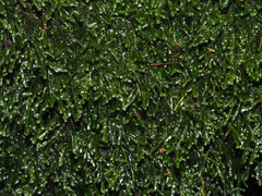 Pseudomalia webbiana