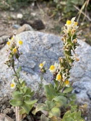 Linaria triphylla