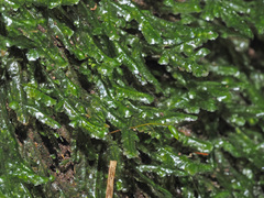 Pseudomalia webbiana