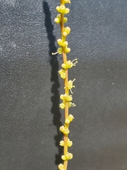 Lophiocarpus