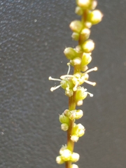 Lophiocarpus