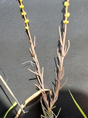 Lophiocarpus